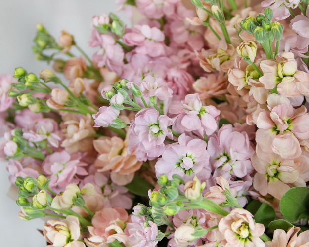 Букет з 19 матіол мікс у стильній упаковці