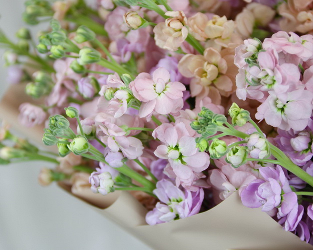 Букет з 25 мікс матіол в стильній упаковці.