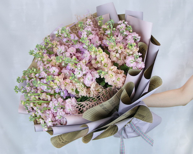 Букет із 51 матіоли мікс у стильній упаковці.