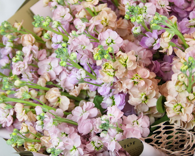 Букет із 51 матіоли мікс у стильній упаковці.