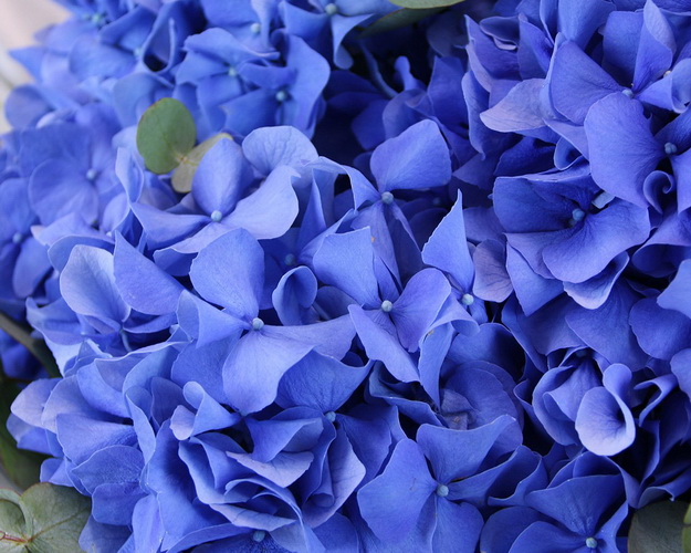 Букет квітів Ніч ніжна