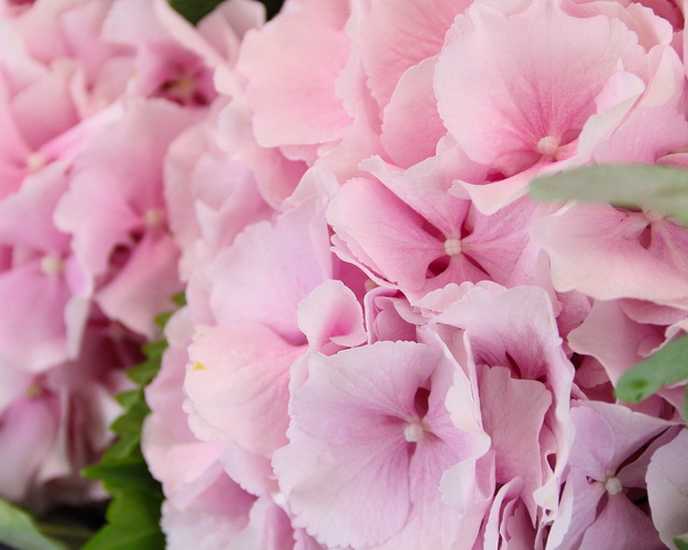 Букет квітів Чарівний день