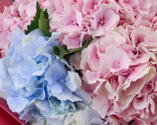 Букет квітів Зворушливий погляд