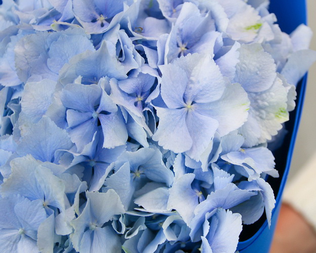 Букет квітів Блакитноока