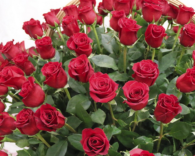 Кошик квітів із 101 червоної троянди