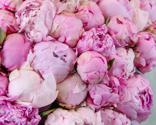 Букет зі 101 рожевої півонії