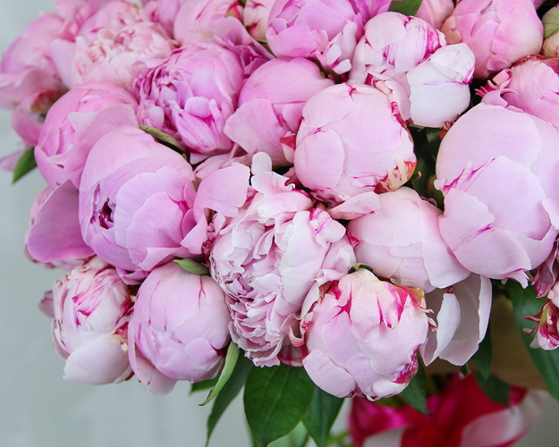 Букет з 51 рожевої півонії під стрічку