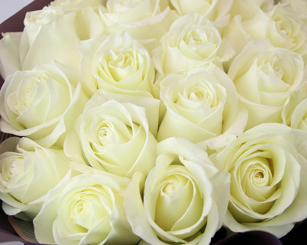 Букет із 25 троянд імпорт в упакуванні