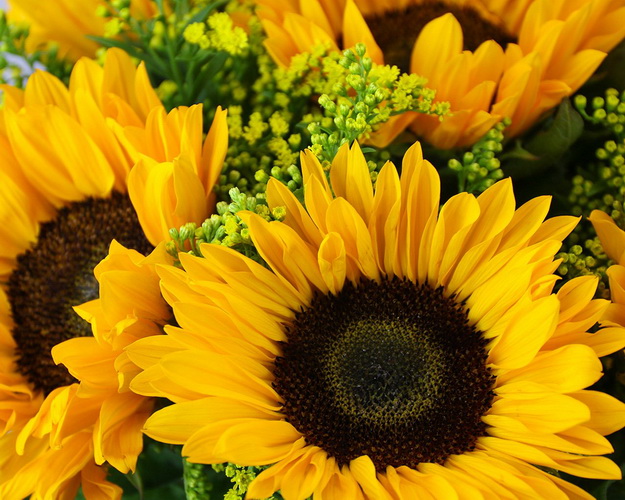 Букет квітів Безмежні поля