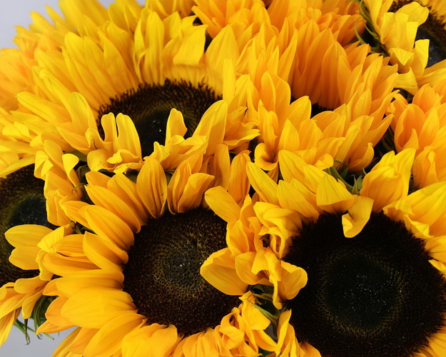 Букет із 15 соняшників під стрічку