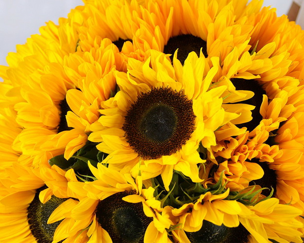 Букет із 25 соняшників під стрічку