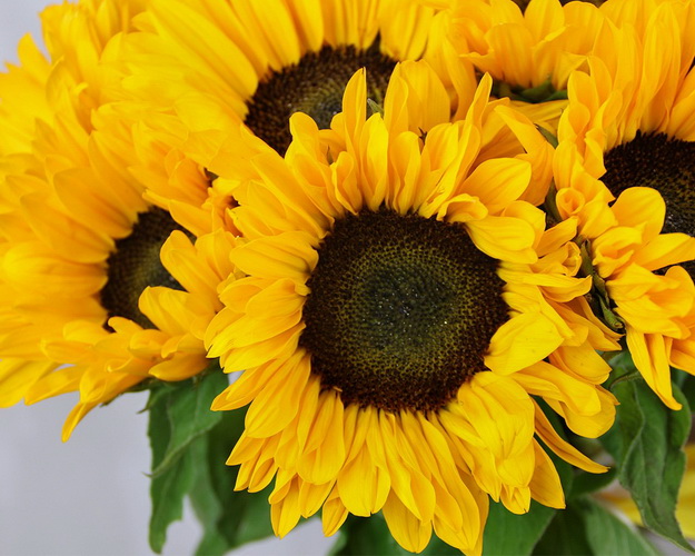 Букет із 11 соняшників під стрічку