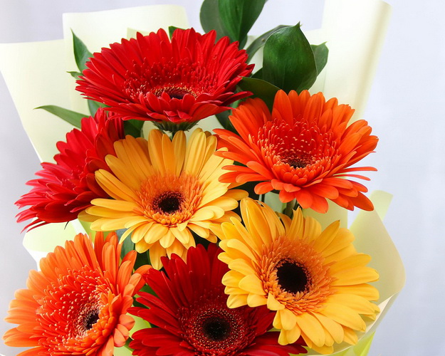 Букет з 7 гербер стандарт мікс у стильній упаковці із зеленню