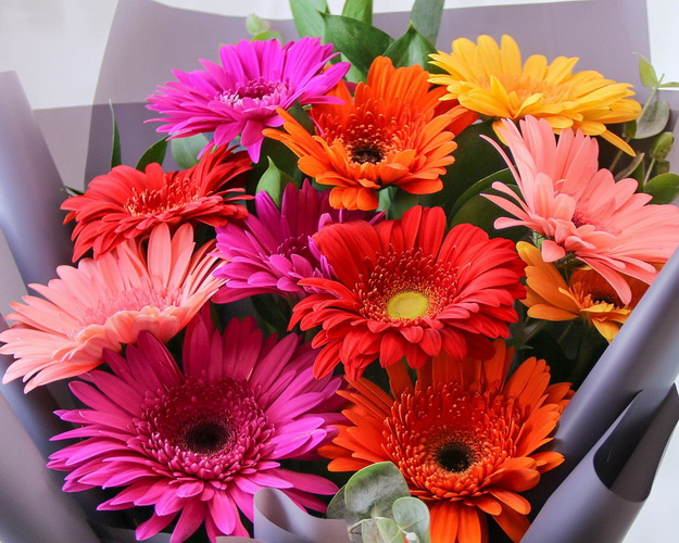 Букет з 11 Гербер стандарт мікс у стильній упаковці із зеленню