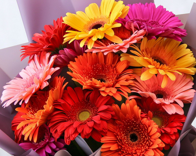 Букет з 15 гербер стандарт мікс у стильній упаковці