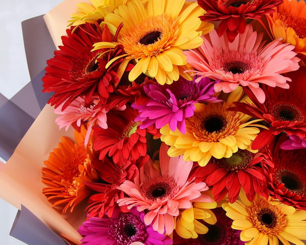 Букет з 25 гербер стандарт мікс у стильній упаковці