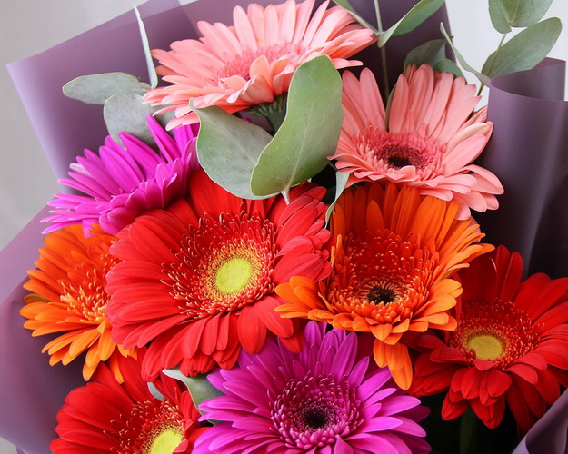 Букет з 9 гербер стандарт мікс у стильній упаковці із зеленню