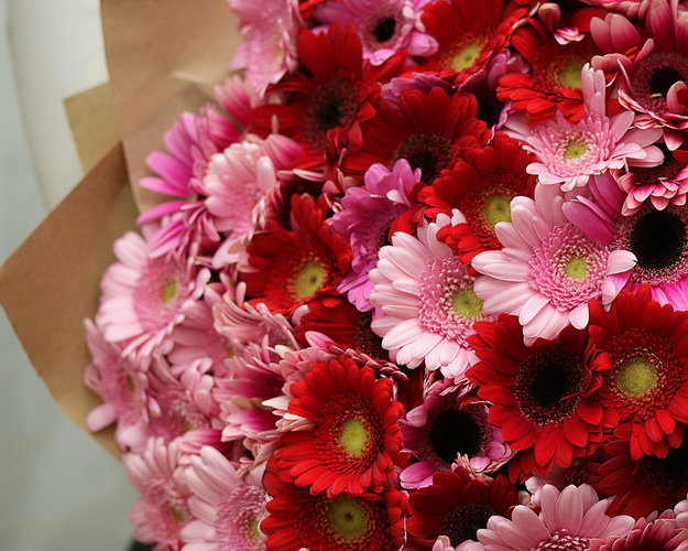 Букет із 101 гербери міні яскравий мікс у стильній упаковці