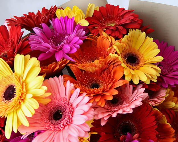 Букет з 49 гербер стандарт мікс у стильній упаковці