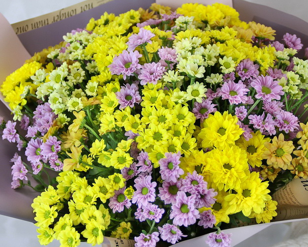 Букет із 25 кущових хризантем мікс у стильній упаковці