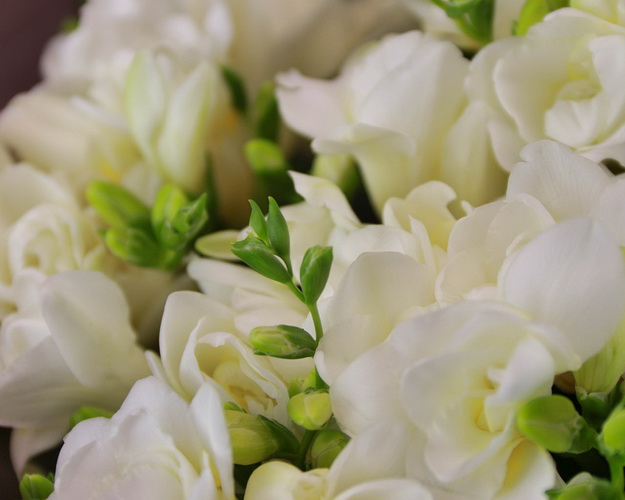 Букет із 25 білих фрезій у дизайнерській упаковці.