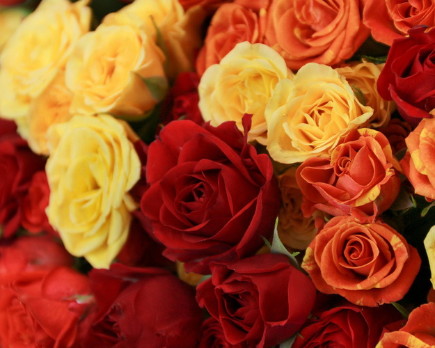 Букет з 51 троянди кущової яскравий мікс