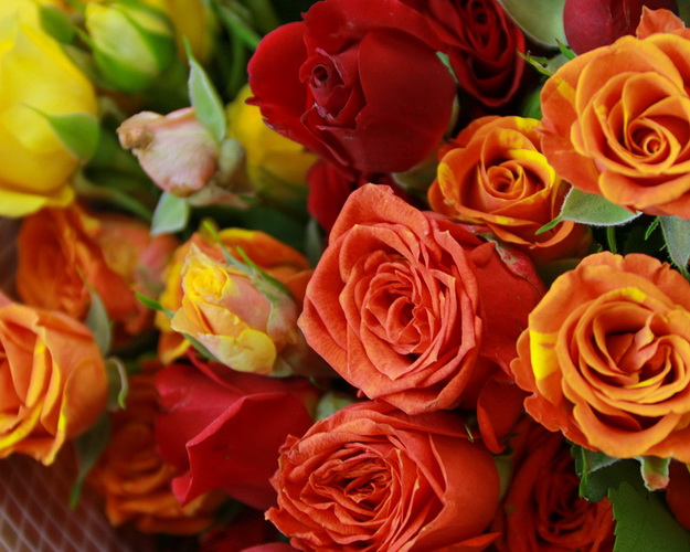 Букет з 35 троянд кущових яскравий мікс в стильній упаковці