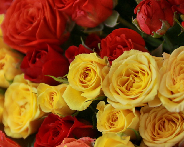 Букет з 25 троянд кущових яскравий мікс в стильній упаковці