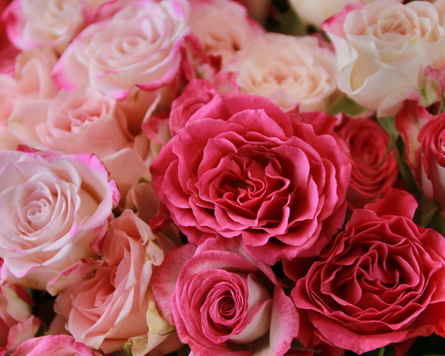 Букет з 51 троянди кущової ніжний мікс в стильній упаковці