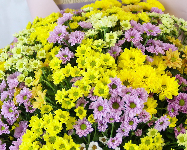 Букет із 49 кущових хризантем мікс у стильній упаковці