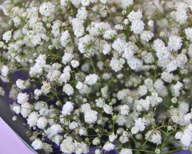 Букет з гіпсофілу Росинка