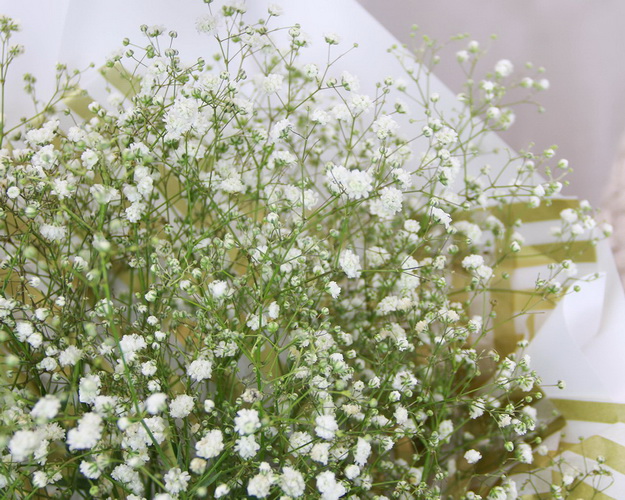 Букет із гіпсофілу Білий пух