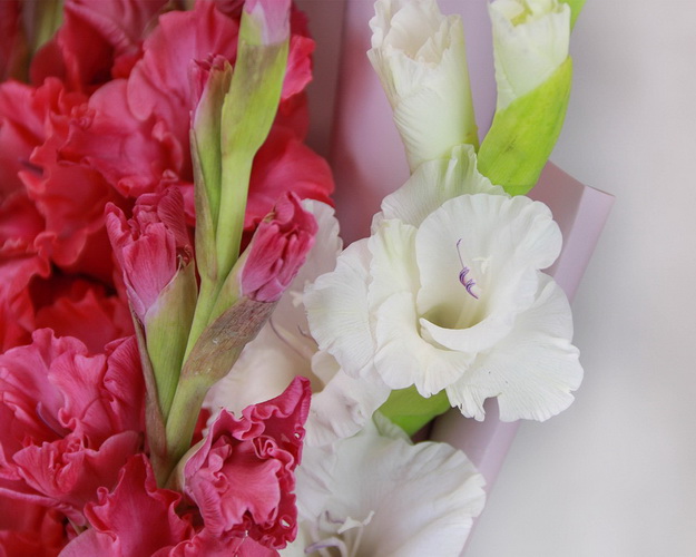 Букет із 7 гладіолусів у стильній упаковці.