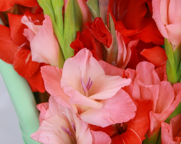 Букет з 9 гладіолусів у стильній упаковці