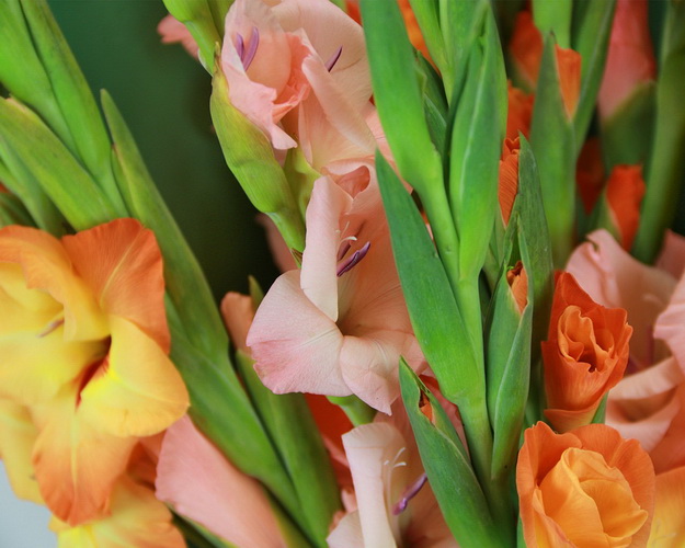 Букет із 15 гладіолусів у стильній упаковці.