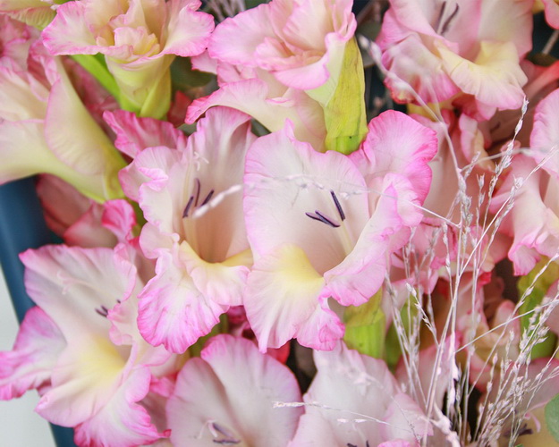 Букет з 5 гладіолусів та евкаліпту у стильній упаковці.