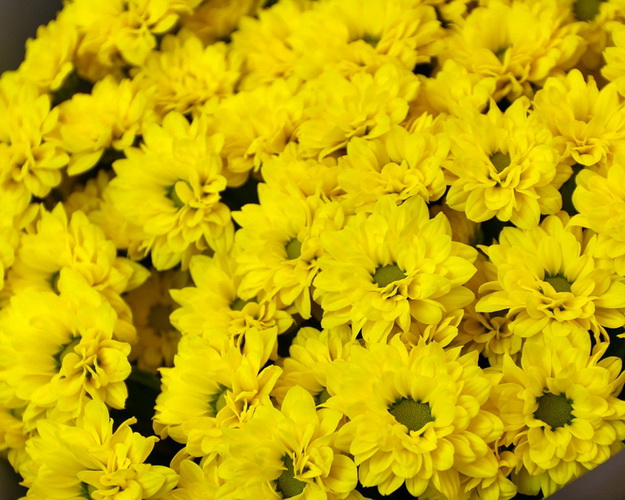 Букет із 25 жовтих кущових хризантем в стильній упаковці.