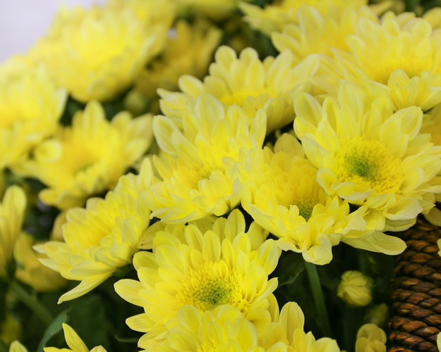 Кошик квітів Творіння