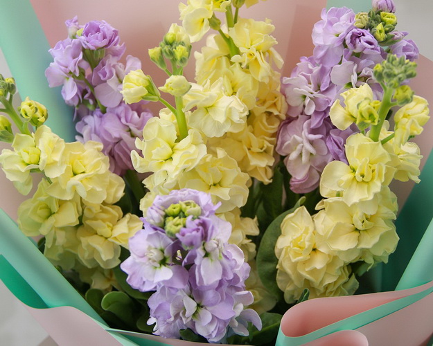 Букет з 7 матіол ніжний мікс у дизайнерській упаковці