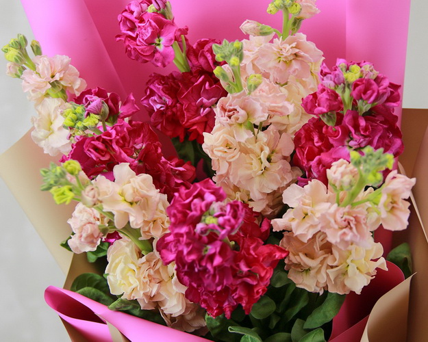 Букет з 9 матіол яскравий мікс у стильній упаковці