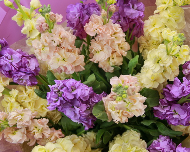 Букет з 19 матіол ніжний мікс в упаковці