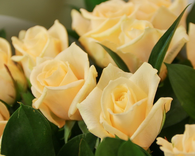 Букет із 15 кремових троянд із зеленню в упакуванні