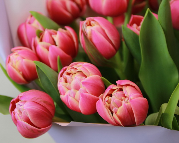Букет із 25 піоноподібних тюльпанів в упаковці.
