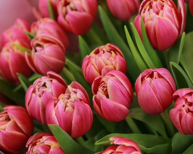 Букет з 51 піоноподібного тюльпану в упаковці