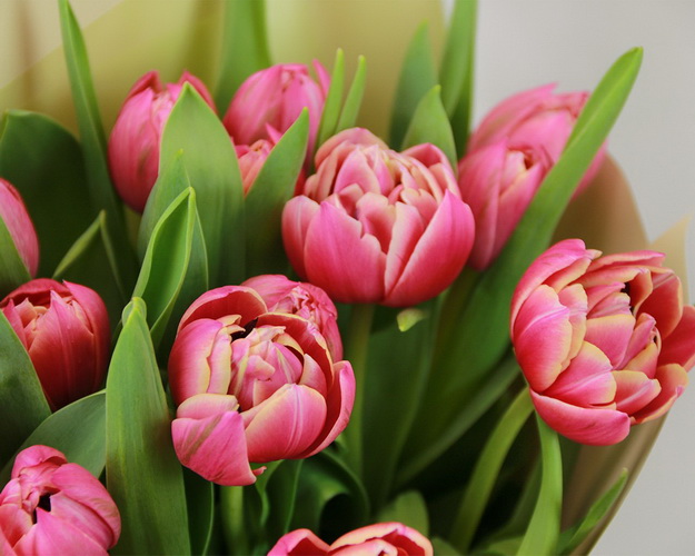 Букет з 15 піоноподібних тюльпанів в упаковці