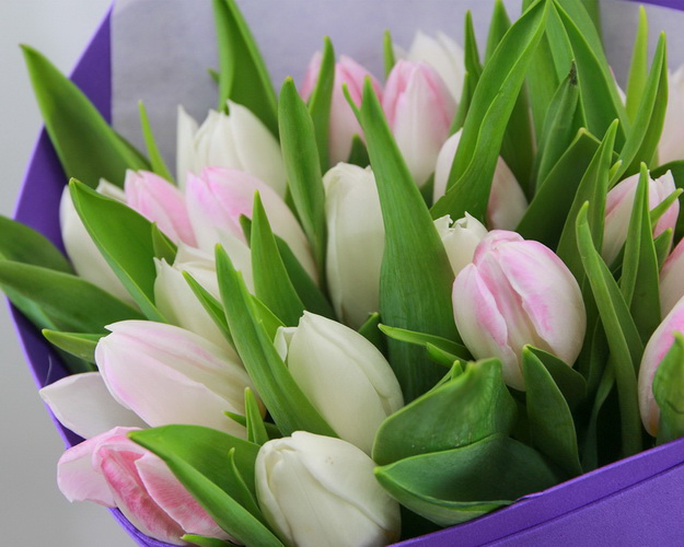 Букет із 25 тюльпанів в упаковці Мікс