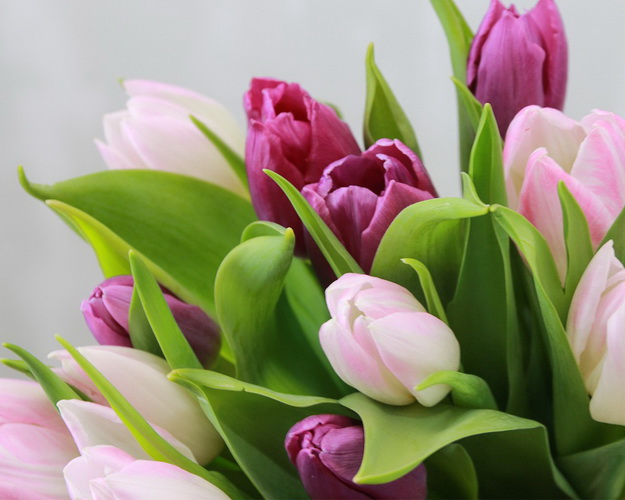 Букет із 15 тюльпанів мікс під стрічку