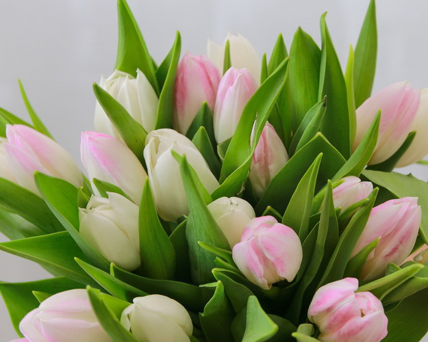 Букет із 25 тюльпанів мікс під стрічку