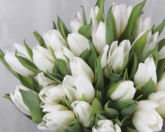 Букет із 25 білих тюльпанів стандарт під стрічку