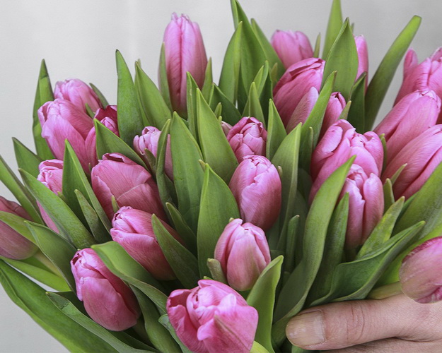 Букет із 25 рожевих тюльпанів стандарт під стрічку.